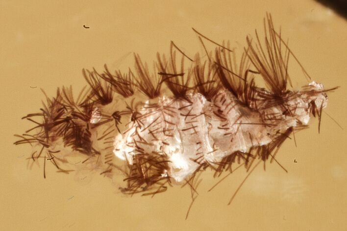 Detailed Fossil Soft Millipede (Polyxenidae) in Baltic Amber #352843